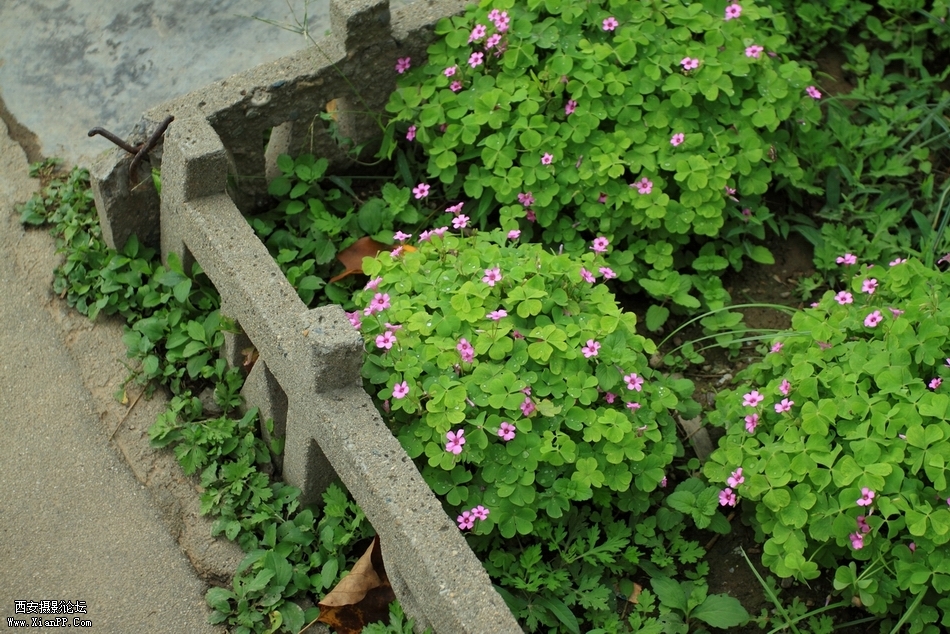 DPP_0012.JPG