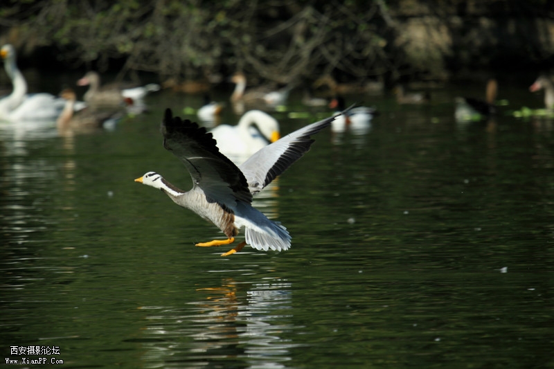 快门:1/640  光圈:F/5.6  焦距:340毫米  感光度:100