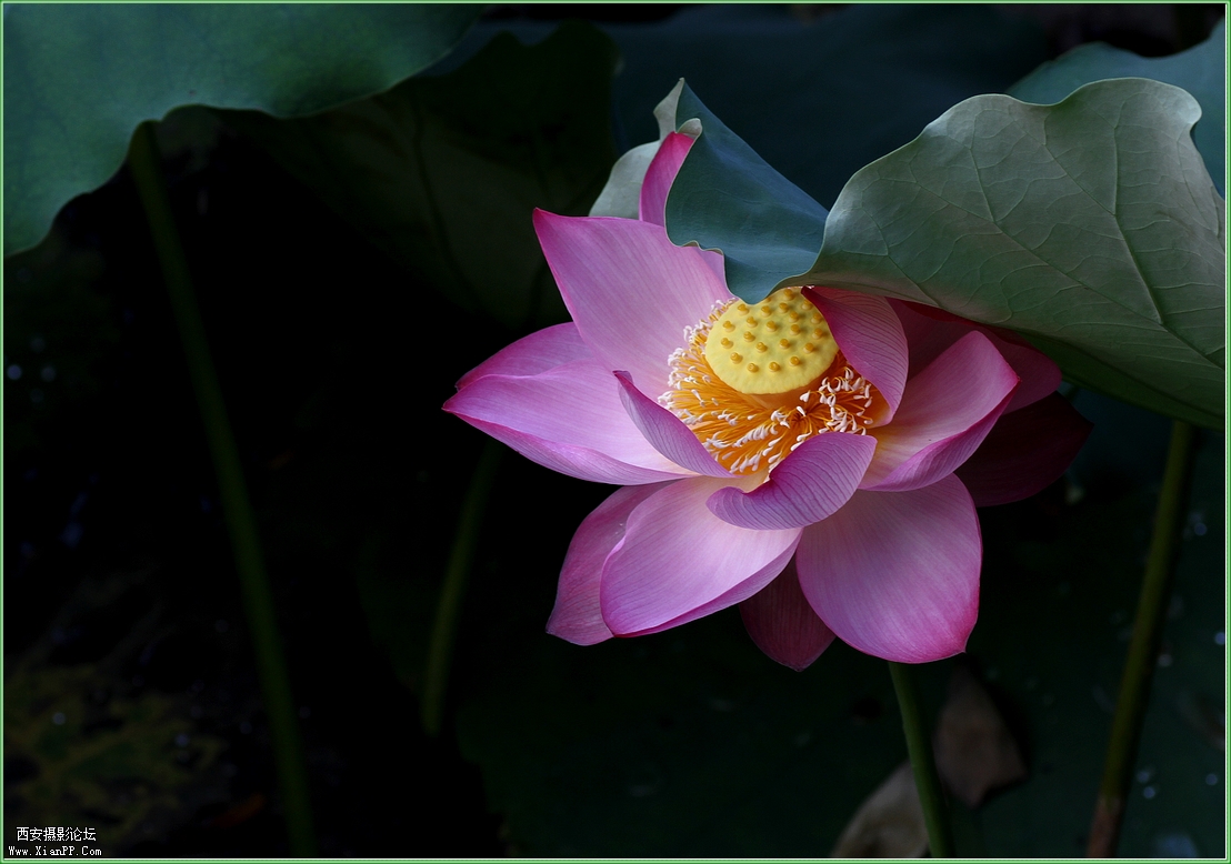 快门:1/50  光圈:F/6.3  焦距:90毫米  感光度:100