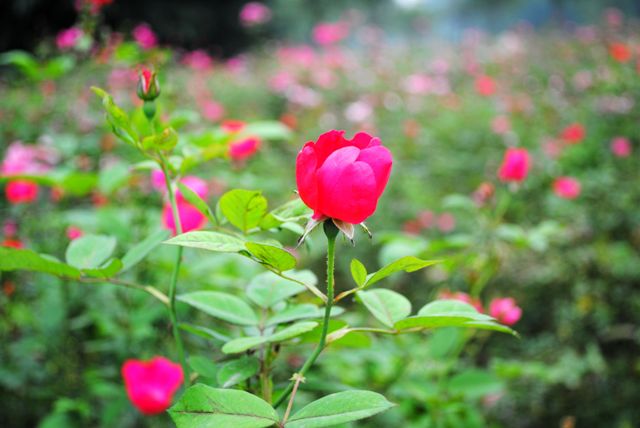 DSC_0036.JPG