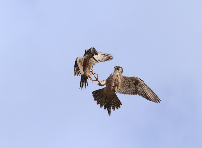 光圈: F/6.3 快门:1/3200 焦距:400 毫米 感光度:400