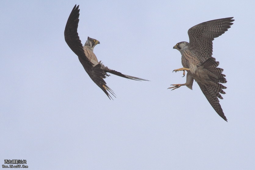 光圈: F/6.3 快门:1/4000 焦距:400 毫米 感光度:400