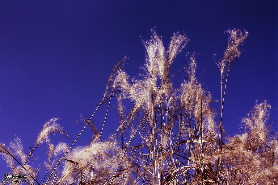 _MG_9601.jpg