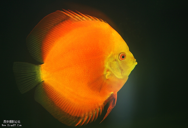 光圈: F/2.8 快门:1/20 焦距:100 毫米 感光度:400