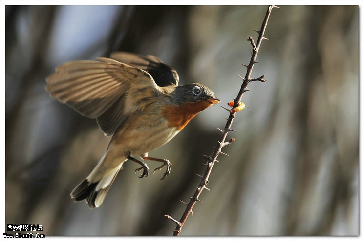 快门:1/2000  光圈:F/5.6  焦距:420毫米  感光度:640