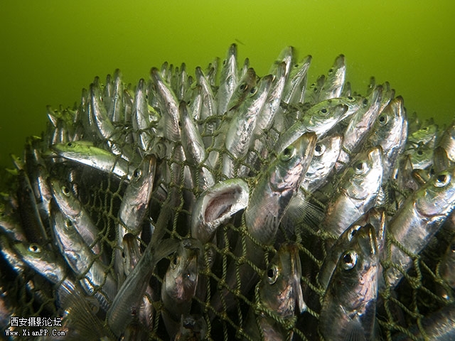 正在竭力挣脱束缚的波罗的海青鱼。（Karel Bernard）