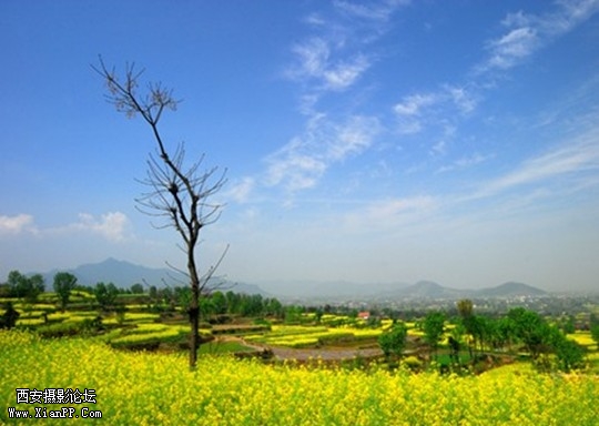 汉中油菜花1.jpg