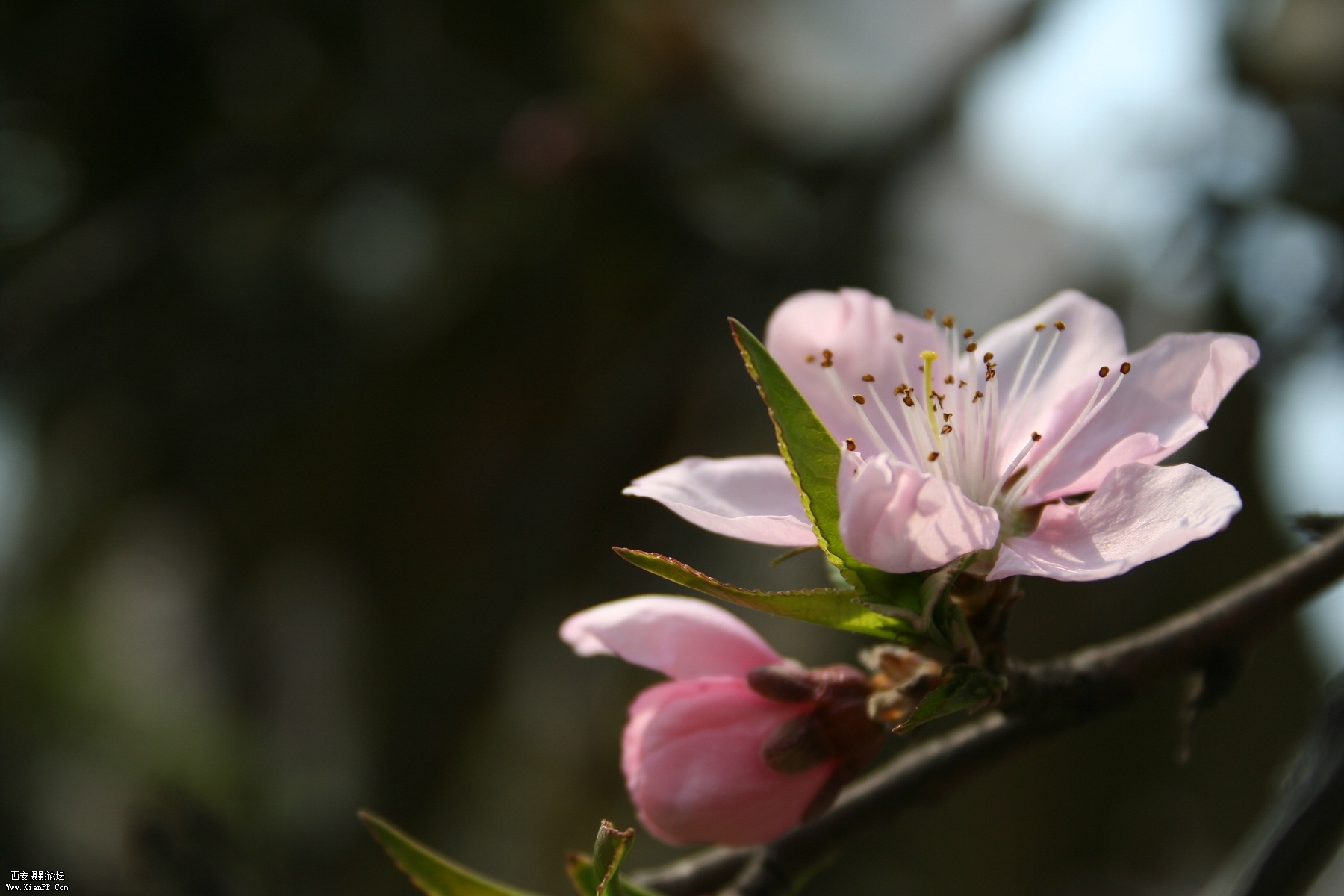 IMG_7547.JPG