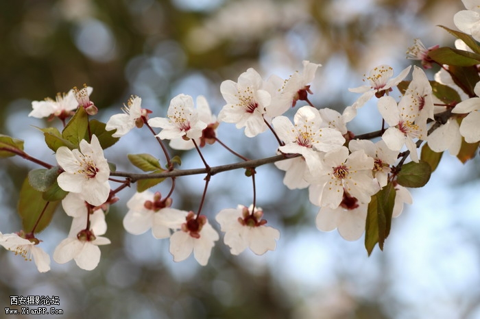 20110404万物复苏0010_调整大小.JPG