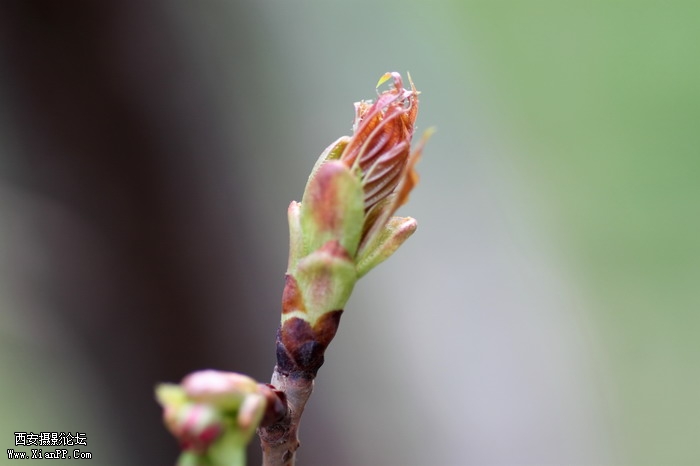 20110404万物复苏0007_调整大小.JPG
