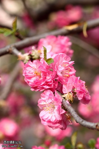 20110404万物复苏0019_调整大小.JPG