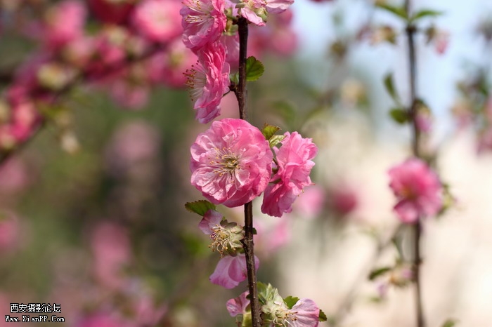 20110404万物复苏0020_调整大小.JPG