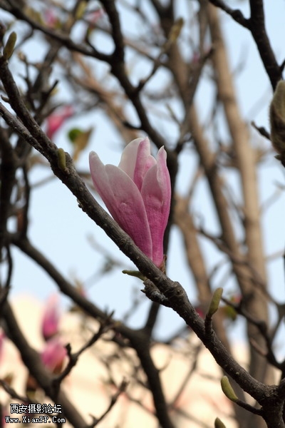 20110404万物复苏0028_调整大小.JPG