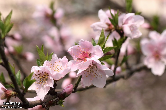 20110404万物复苏0032_调整大小.JPG