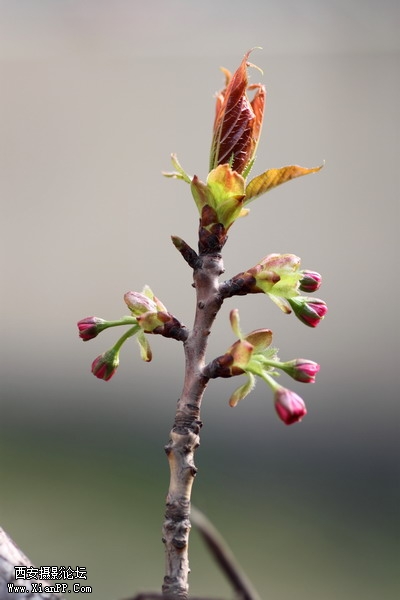 20110404万物复苏0009_调整大小.JPG