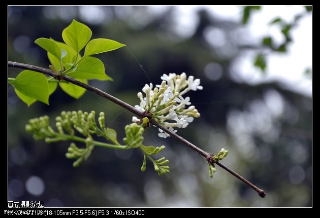 DSC_007821.jpg