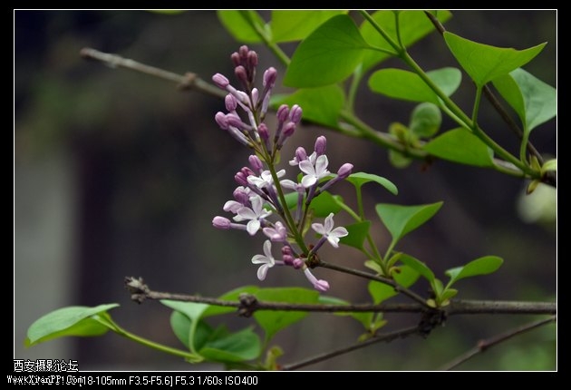 DSC_007921.jpg