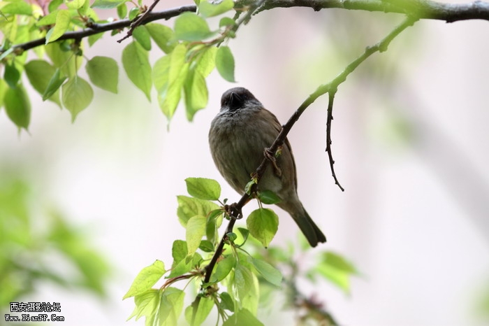 20110407 300mm试镜0020_调整大小.JPG