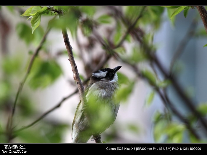 20110407 300mm试镜0025_调整大小.JPG