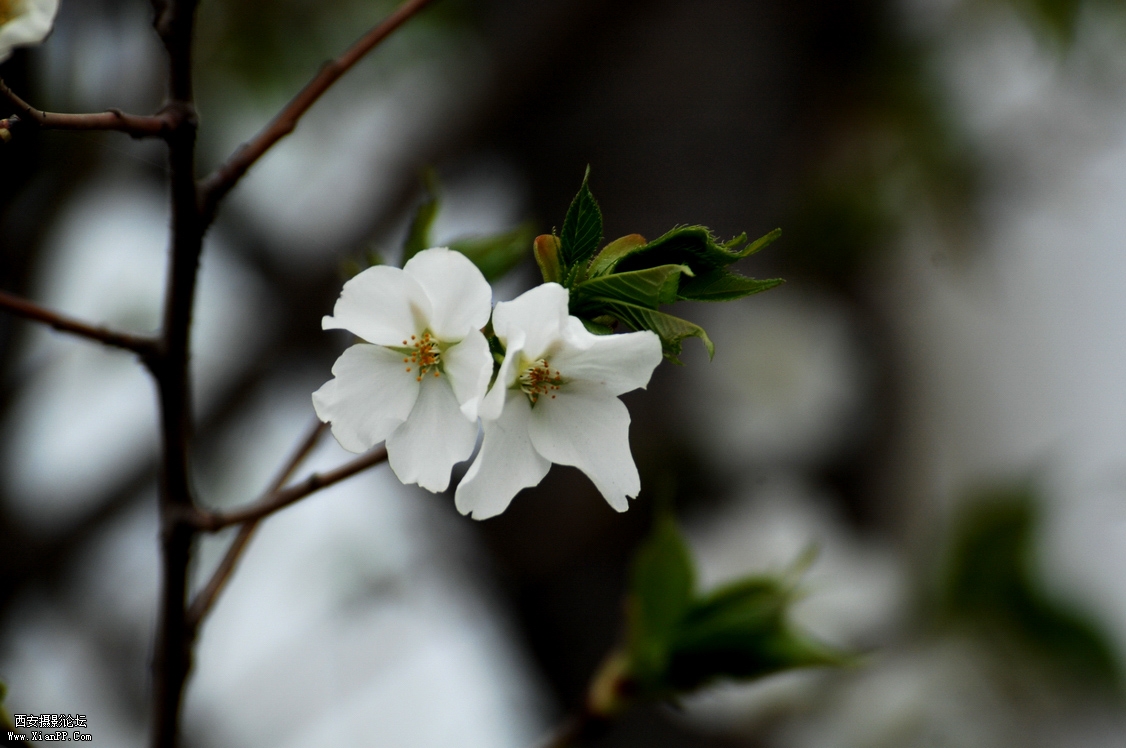 DSC_0061.JPG