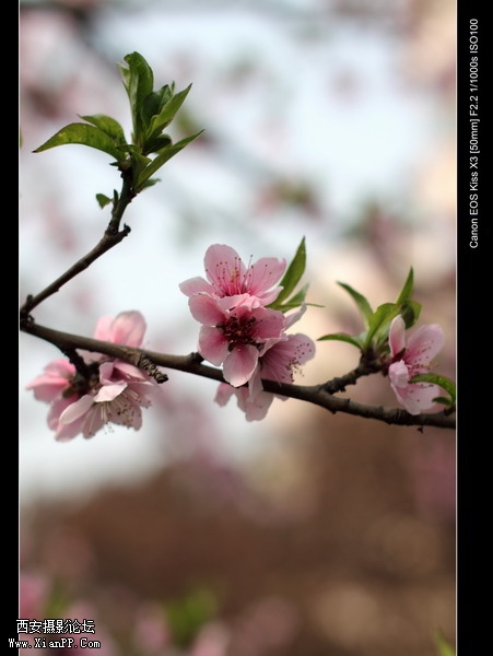 20110410早上小区适马1.4CPL0362_调整大小.JPG