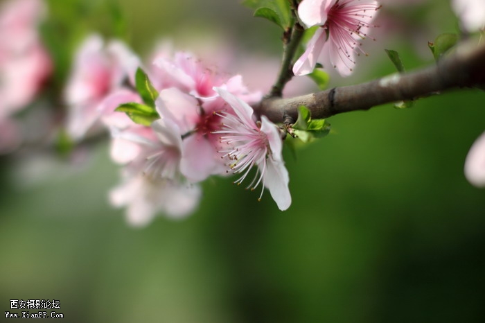 20110410早上小区适马1.4CPL0366_调整大小.JPG