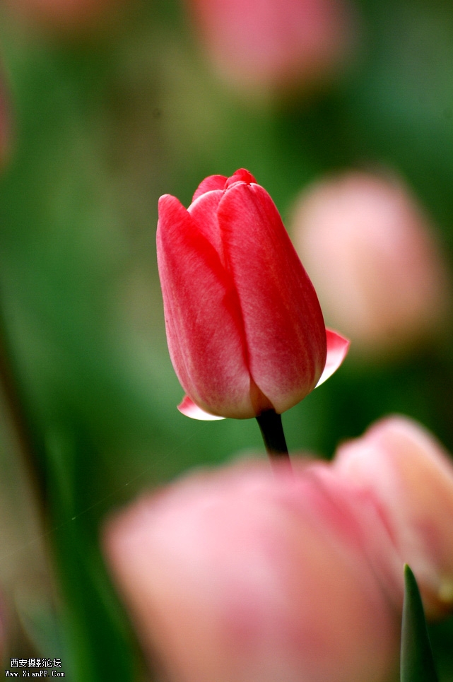 DSC_0085.JPG
