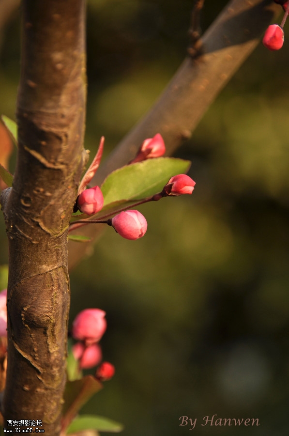 p_large_OrYk_6fa2000241a65c40.jpg