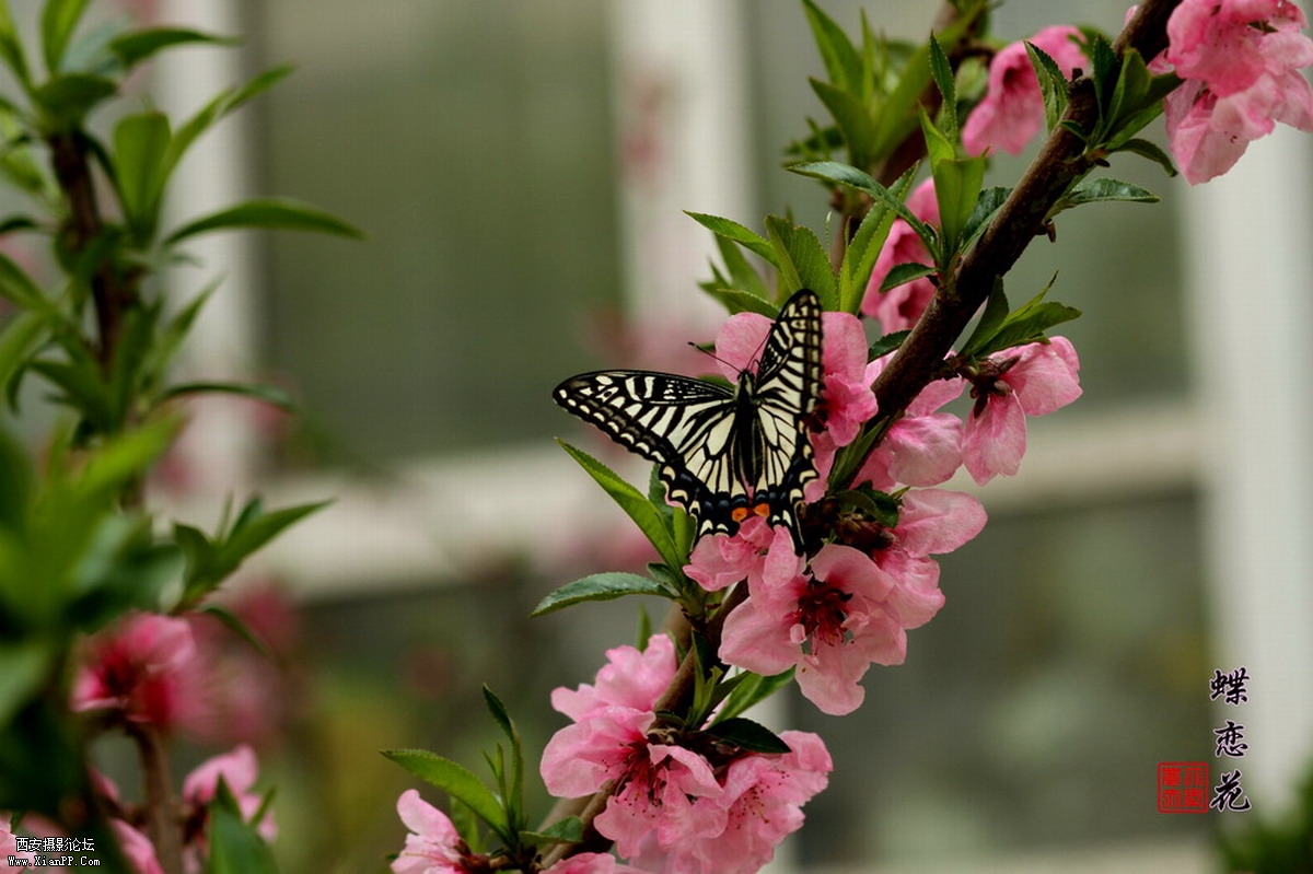 蝴蝶2.JPG