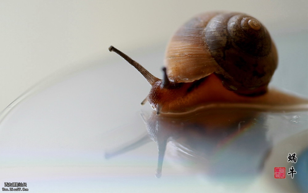 蜗牛1.JPG