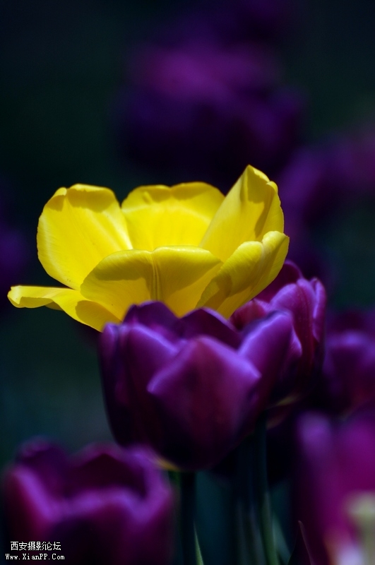 DSC_8251.JPG