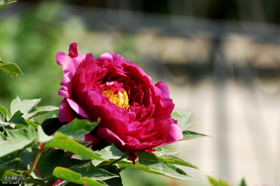 DSC_0004.JPG