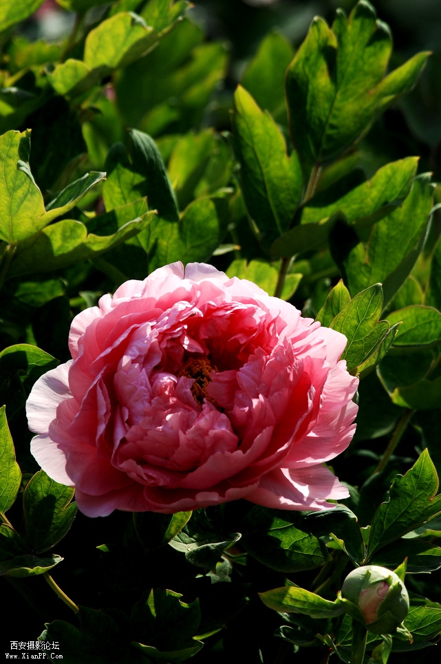 DSC_0008.JPG