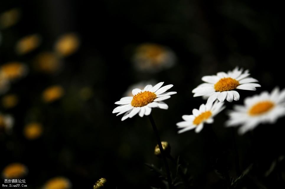 DSC_0094.JPG