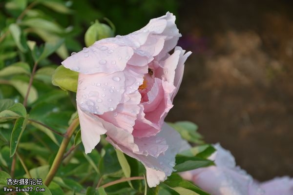 DSC_025650.jpg