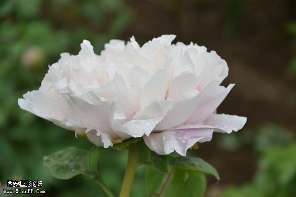 DSC_010350.jpg