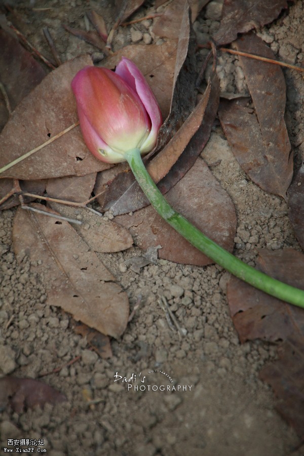 IMG_1051r (600x900).jpg