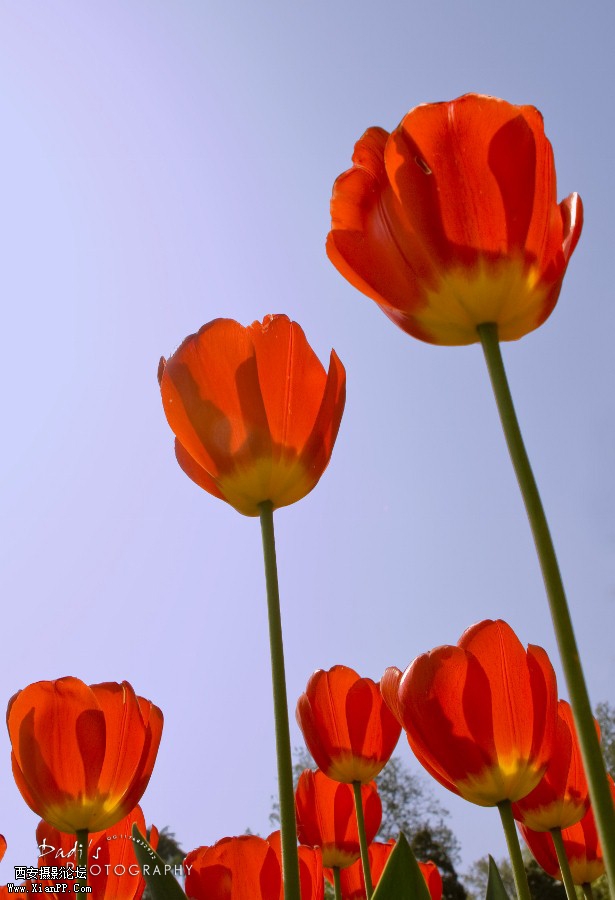 IMG_1088r (615x900).jpg