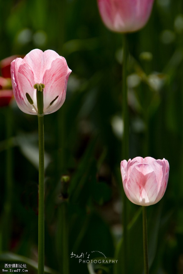 IMG_1127r (600x900).jpg