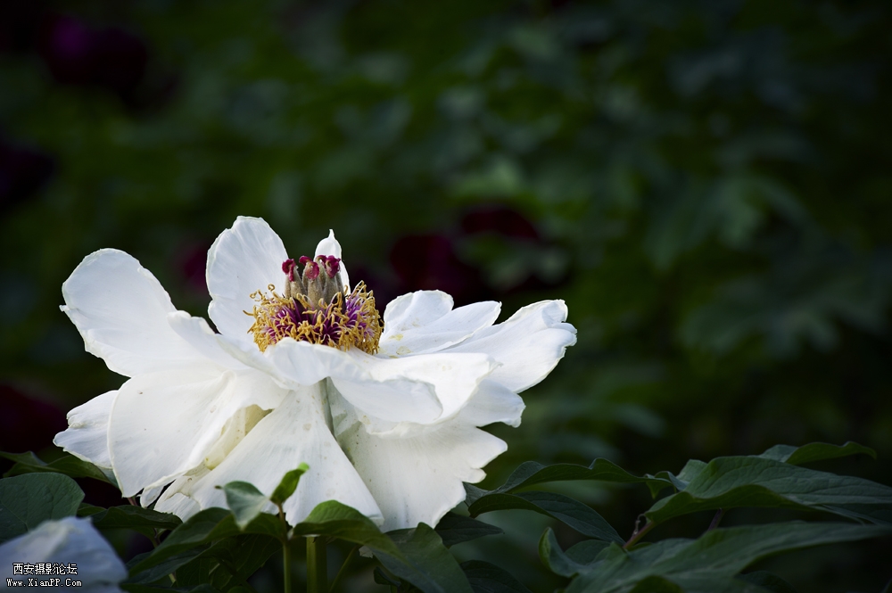 DSC_3365.jpg