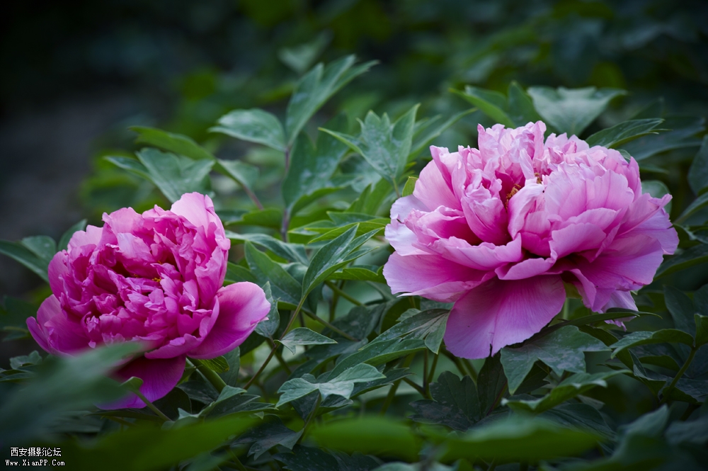 DSC_3390.jpg