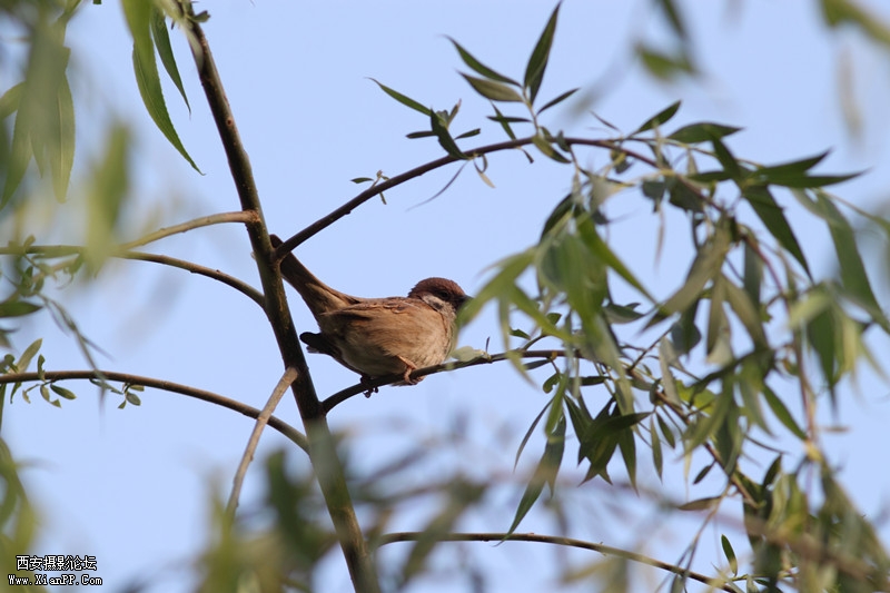 20110424小区的孩子百态0685_副本.jpg