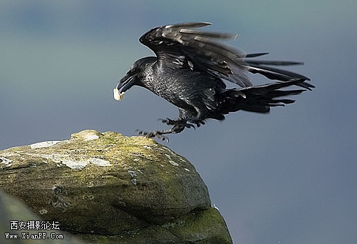 Raven-17.jpg