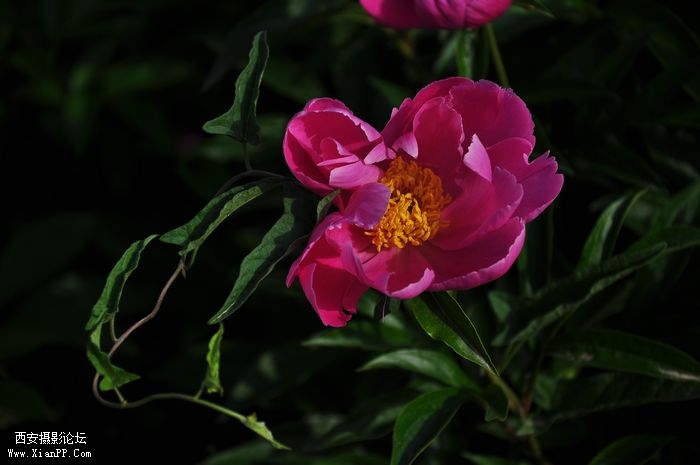 DSC_003615.jpg