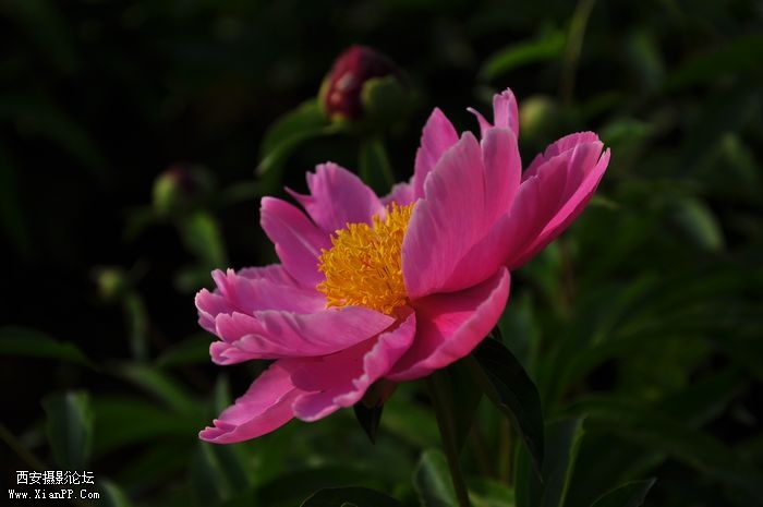 DSC_0074508.jpg