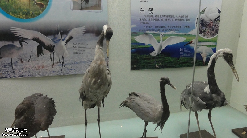 DSC00391_副本.jpg