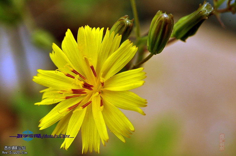 不知名的野花 (1).jpg