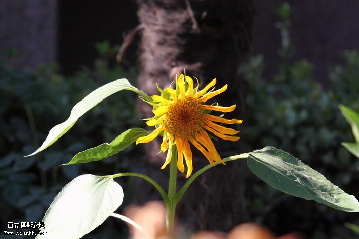 201106101996_调整大小.JPG