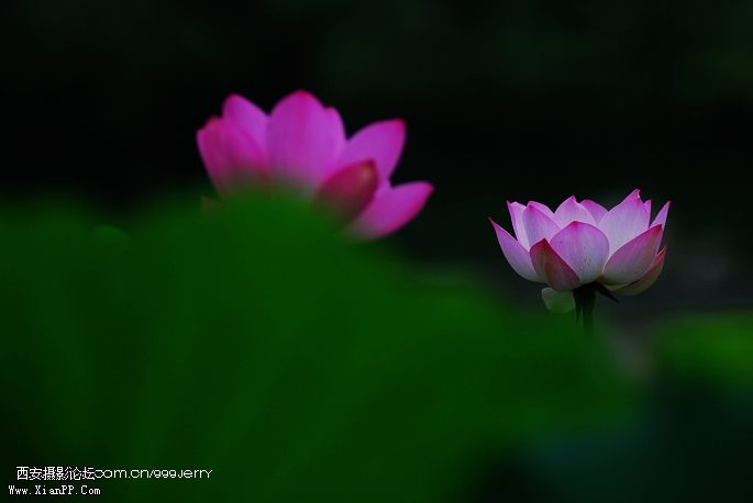 DSC_1619.JPG