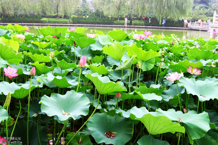 20110622 荷花2537_调整大小.JPG
